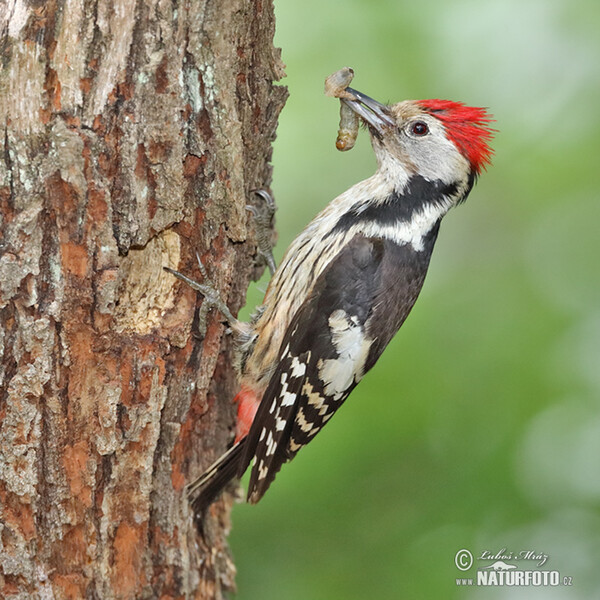 Middle Spotted Woodpecker (Dendrocopos medius)