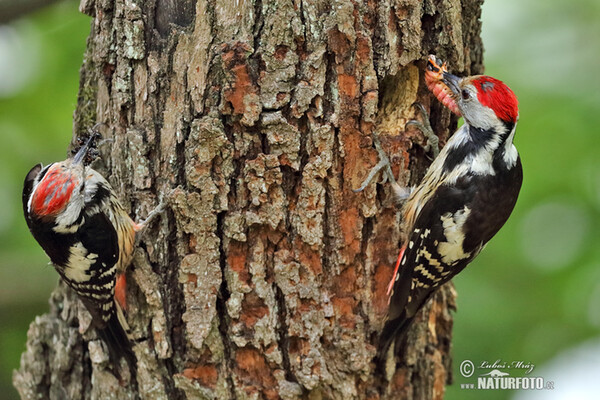 Middle Spotted Woodpecker (Dendrocopos medius)