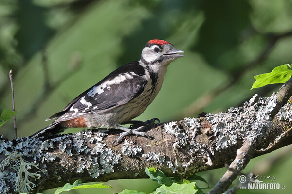 Middle Spotted Woodpecker (Dendrocopos medius)