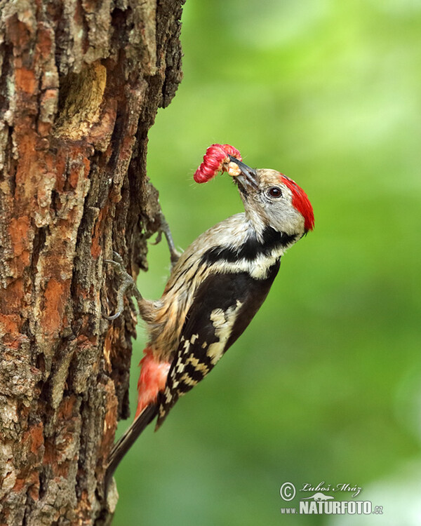 Middle Spotted Woodpecker (Dendrocopos medius)