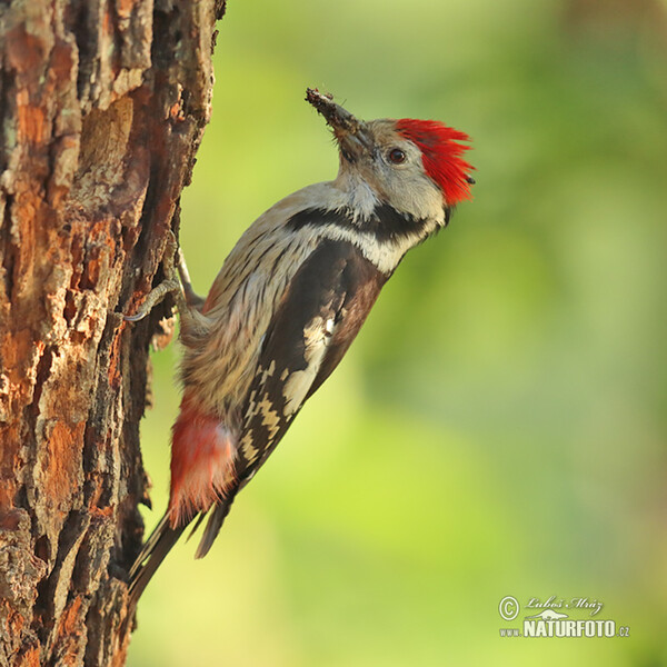 Middle Spotted Woodpecker (Dendrocopos medius)