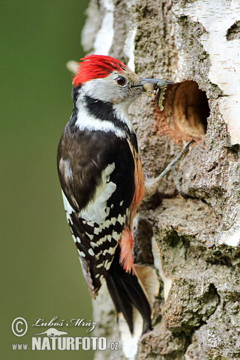 Middle Spotted Woodpecker (Dendrocopos medius)