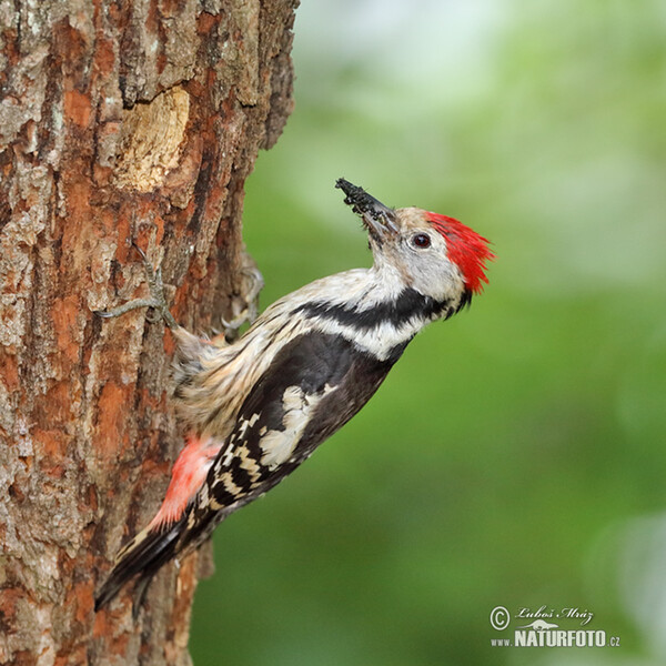 Middle Spotted Woodpecker (Dendrocopos medius)