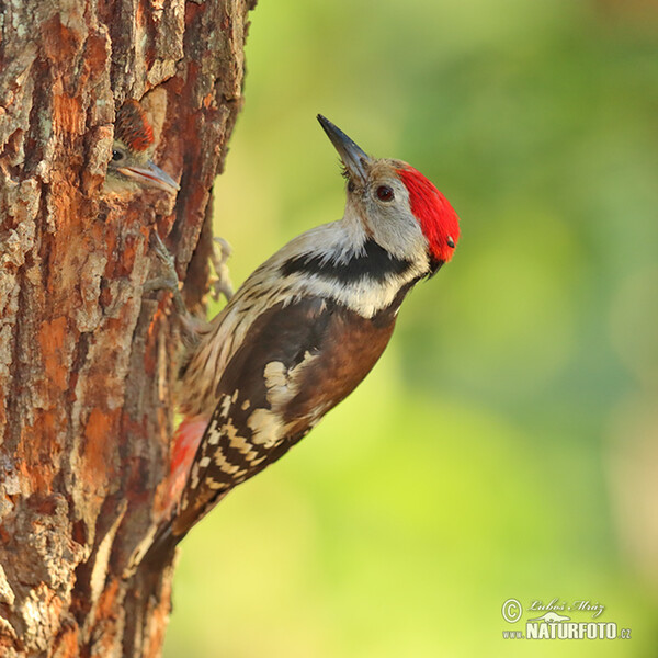 Middle Spotted Woodpecker (Dendrocopos medius)