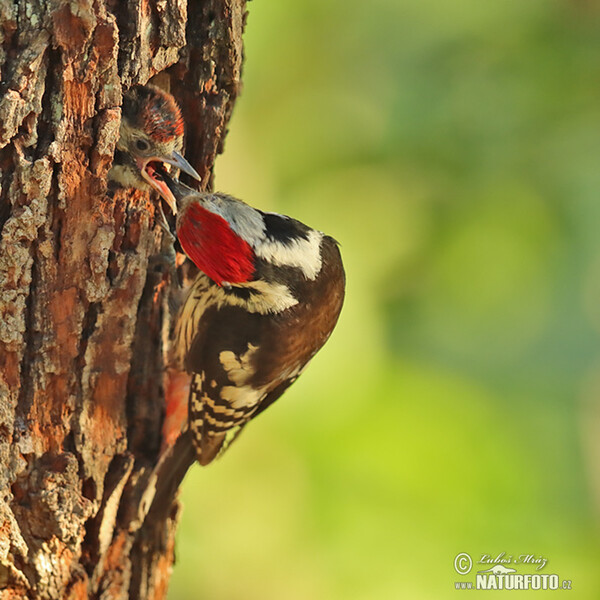 Middle Spotted Woodpecker (Dendrocopos medius)