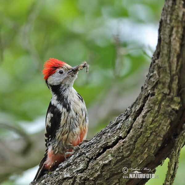 Middle Spotted Woodpecker (Dendrocopos medius)