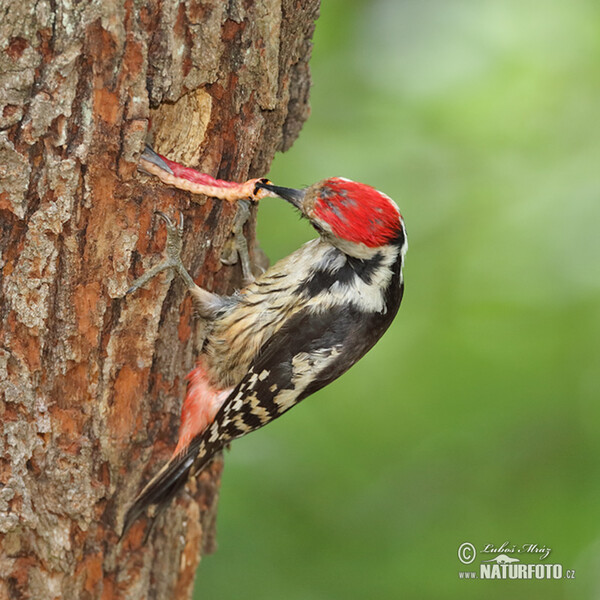 Middle Spotted Woodpecker (Dendrocopos medius)