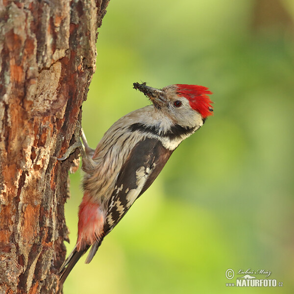 Middle Spotted Woodpecker (Dendrocopos medius)