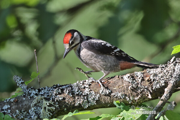 Middle Spotted Woodpecker (Dendrocopos medius)