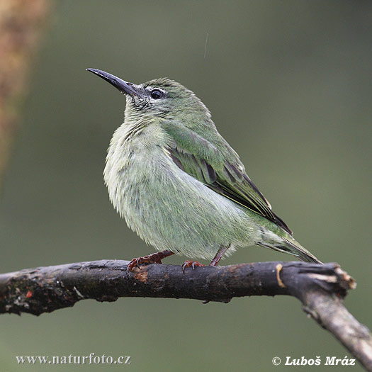 Mielero patirrojo, mielero dorsioscuro