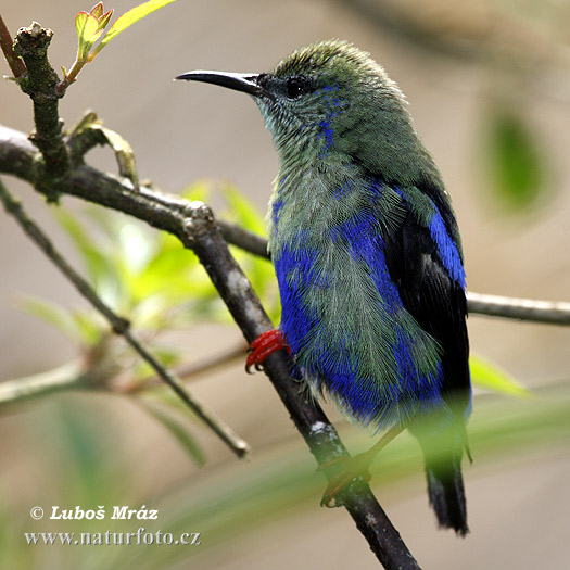 Mielero patirrojo, mielero dorsioscuro