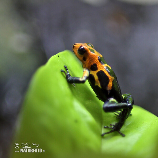 Mimic poison frog (Ranitomeya imitator)