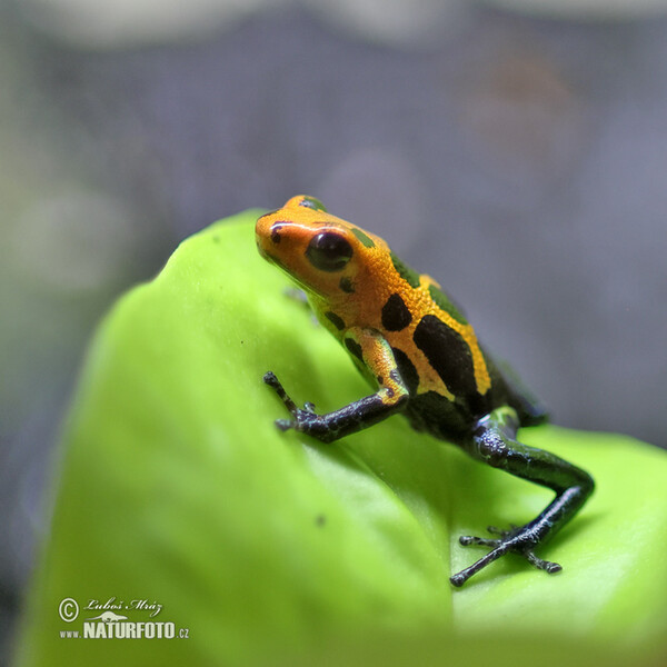 Mimic poison frog (Ranitomeya imitator)