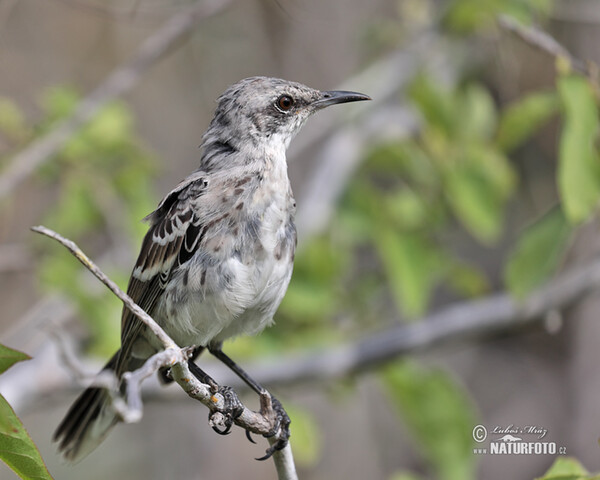 Mimus melanotis