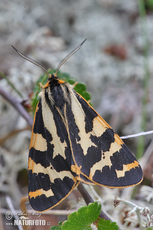 Mindre igelkottspinnare