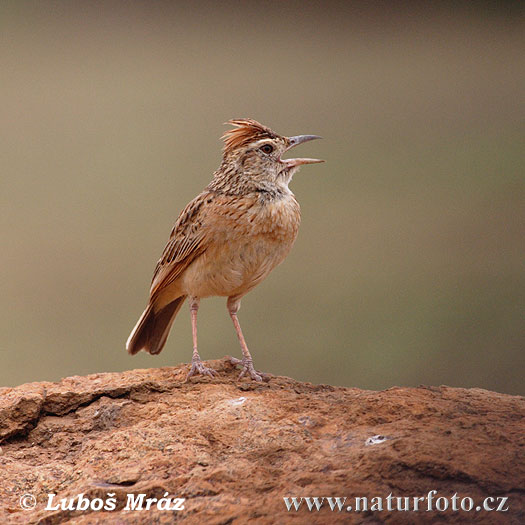 Mirafra africana