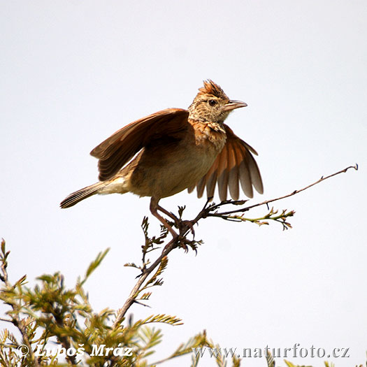 Mirafra africana