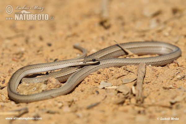 Miranda green Racer (Phylodryas mattogrossensis)