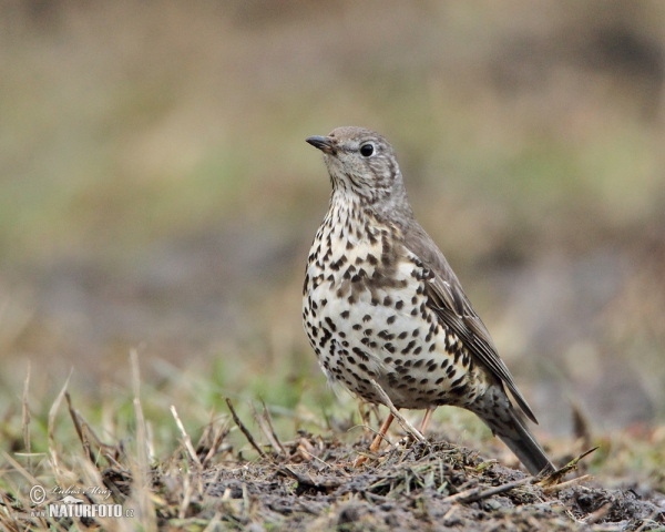 Mistle Thrush (Turdus viscivorus)