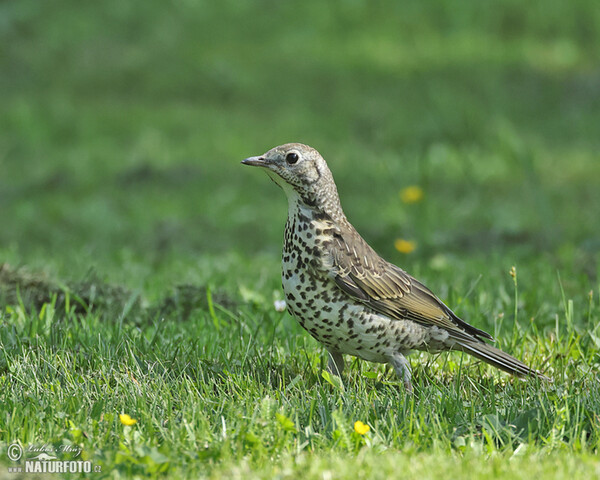 Mistle Thrush (Turdus viscivorus)