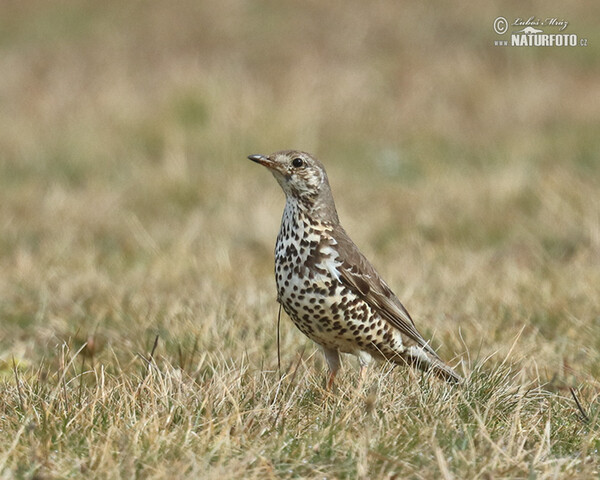 Mistle Thrush (Turdus viscivorus)