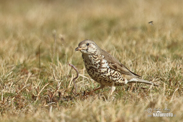 Mistle Thrush (Turdus viscivorus)