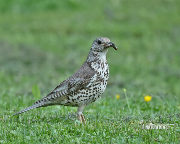 Mistle Thrush (Turdus viscivorus)