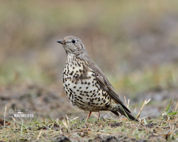 Mistle Thrush (Turdus viscivorus)