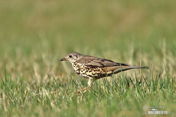 Mistle Thrush (Turdus viscivorus)