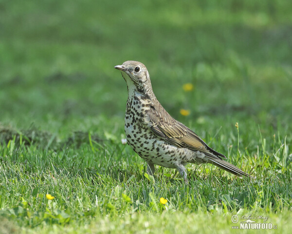 Mistle Thrush (Turdus viscivorus)