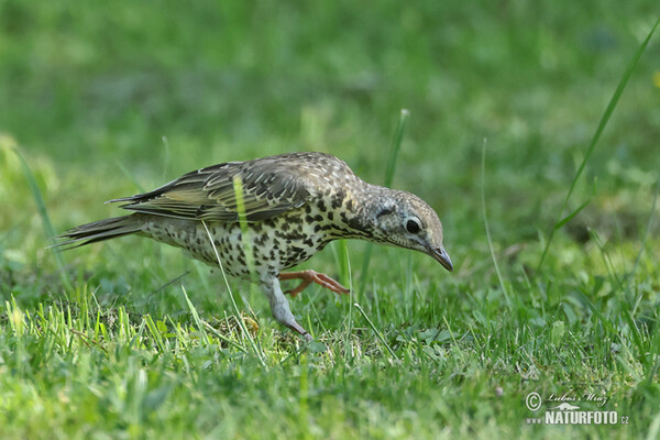 Mistle Thrush (Turdus viscivorus)