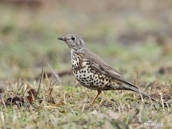 Mistle Thrush (Turdus viscivorus)