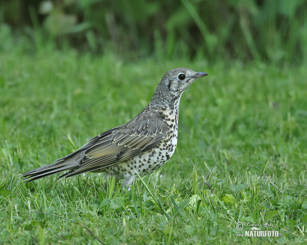 Mistle Thrush (Turdus viscivorus)