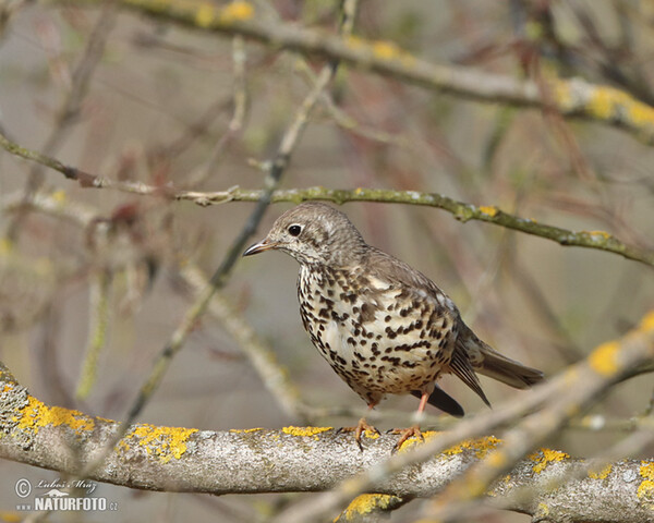 Mistle Thrush (Turdus viscivorus)