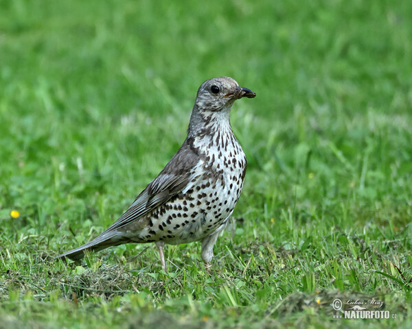 Mistle Thrush (Turdus viscivorus)