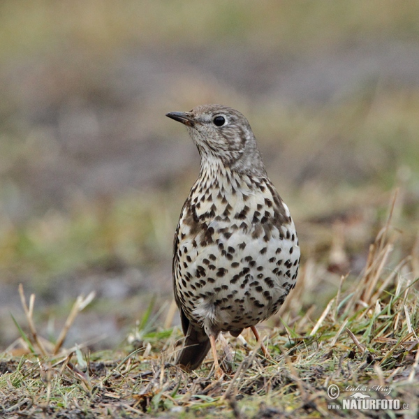 Mistle Thrush (Turdus viscivorus)