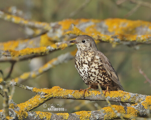 Mistle Thrush (Turdus viscivorus)