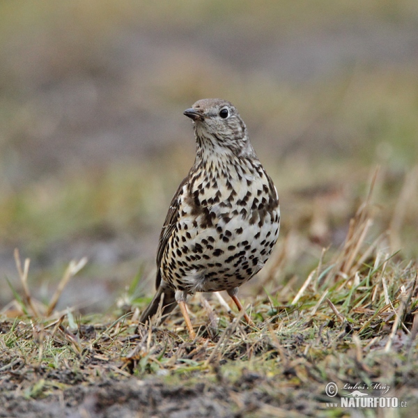 Mistle Thrush (Turdus viscivorus)