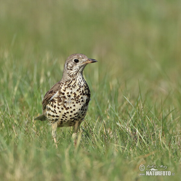 Mistle Thrush (Turdus viscivorus)