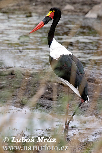 Mitteria del Senegal