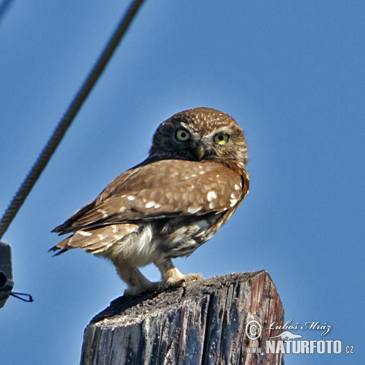 Mochuelo europeo