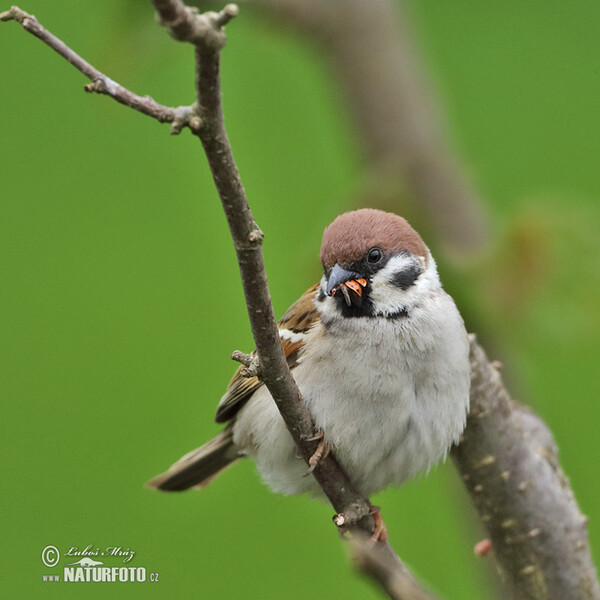 Moineau friquet