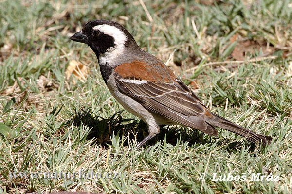 Moineau mélanure