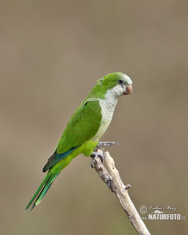 Monk Parakeet (Myiopsitta monachus)