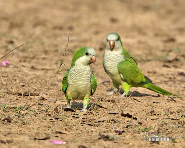 Monk Parakeet (Myiopsitta monachus)