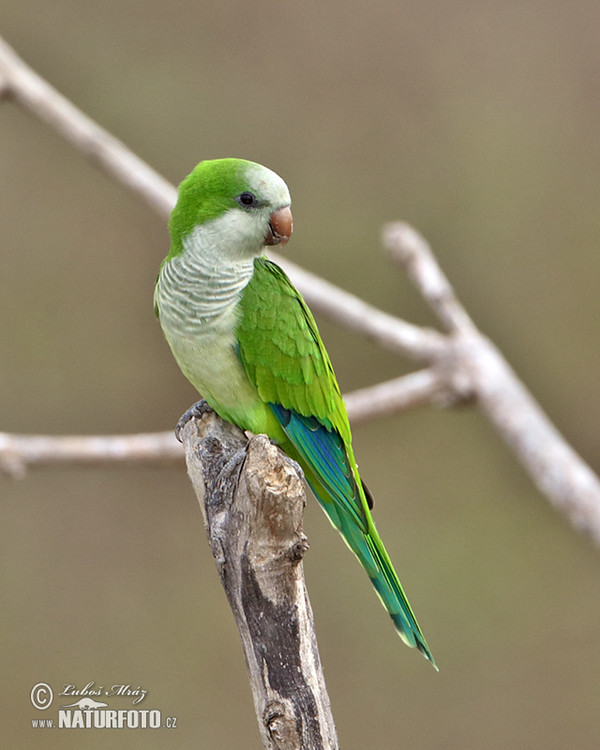 Monk Parakeet (Myiopsitta monachus)