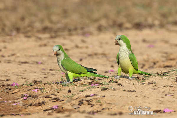 Monk Parakeet (Myiopsitta monachus)