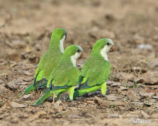 Monk Parakeet (Myiopsitta monachus)