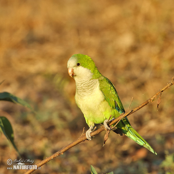 Monk Parakeet (Myiopsitta monachus)