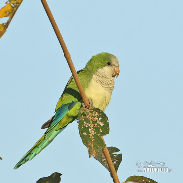 Monk Parakeet (Myiopsitta monachus)